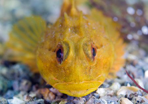 Long-spined scorpion fish.
Aughrusmore Pier.
D3 60mm. by Mark Thomas 